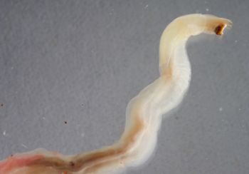 Media type: image; Malacology 383273